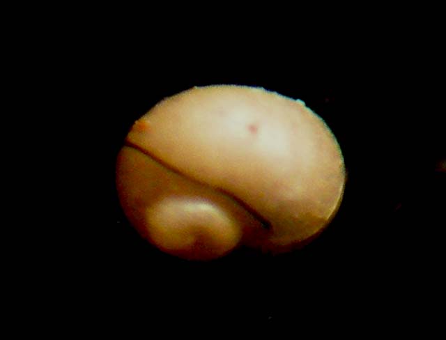 Firoloida o granigyra???
